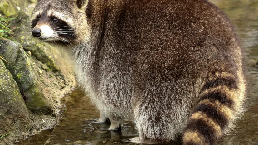 EPA/FOCKE STRANGMANN