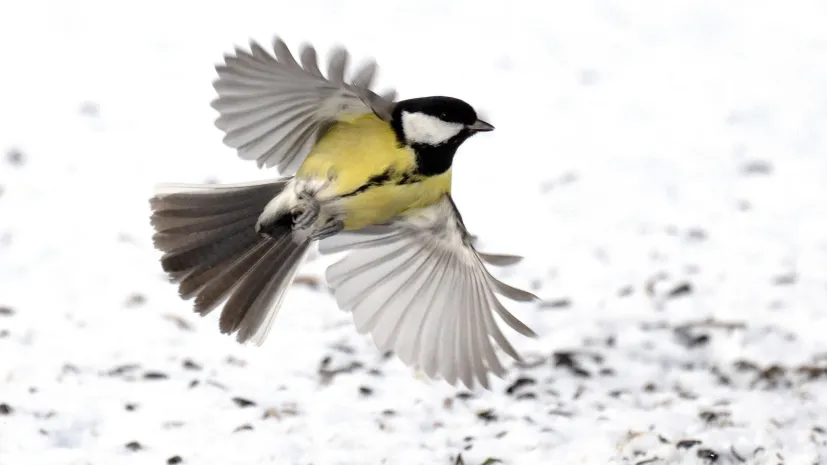 12.01.2024. Bogatka zwyczajna (Parus major). PAP/Darek Delmanowicz
