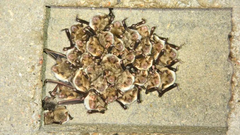 Fot. materiały prasowe Uniwersytet Przyrodniczy we Wroclawiu