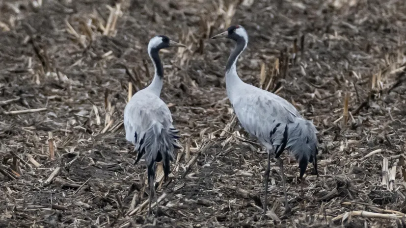 14.03.2025. Żurawie w Poleskim Parku Narodowym. PAP/Wojtek Jargiło