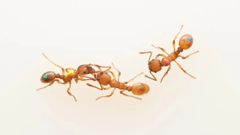 Myrmica worker ants, colour-coded to distinguish individuals during an experiment. Credit: Daniel Sánchez Garcia