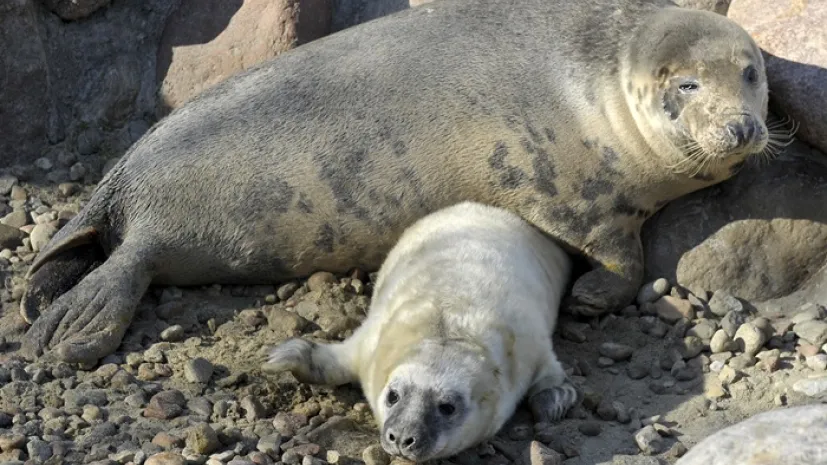 Młoda foka szara z mamą, w Stacji Morskiej Uniwersytetu Gdańskiego w Helu  (aw/kkk) PAP/Adam Warżawa
