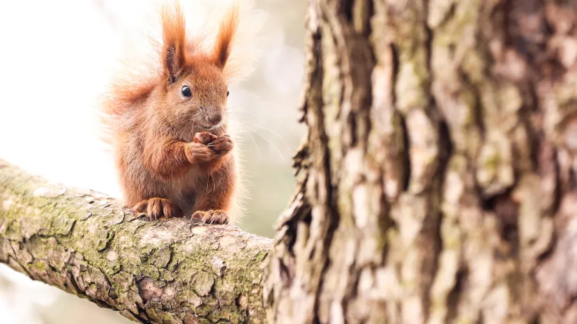 28.02.2024. Wiewiórka na gałęzi drzewa w Parku Ujazdowskim w Warszawie. PAP/Szymon Pulcyn