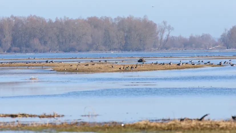 04.03.2026. Ptaki w Parku Narodowym „Ujście Warty” w okolicach Słońska. PAP/Lech Muszyński