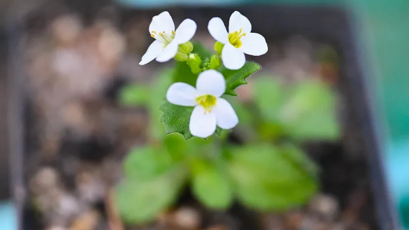 17.04.2026. Żywy Bank Genów Karkonoskiego Parku Narodowego w Jagniątkowie, 17 bm. Ośrodek powstał 3 lipca 2016 roku, a jego zadaniem jest zachowanie i ochrona różnorodności gatunków roślin występujących w Karkonoszach m.in. gęsiówki alpejskej, skalnicy śnieżnej, różanecznika alpejskiego czy endemicznych gatunków jastrzębców. PAP/Maciej Kulczyński