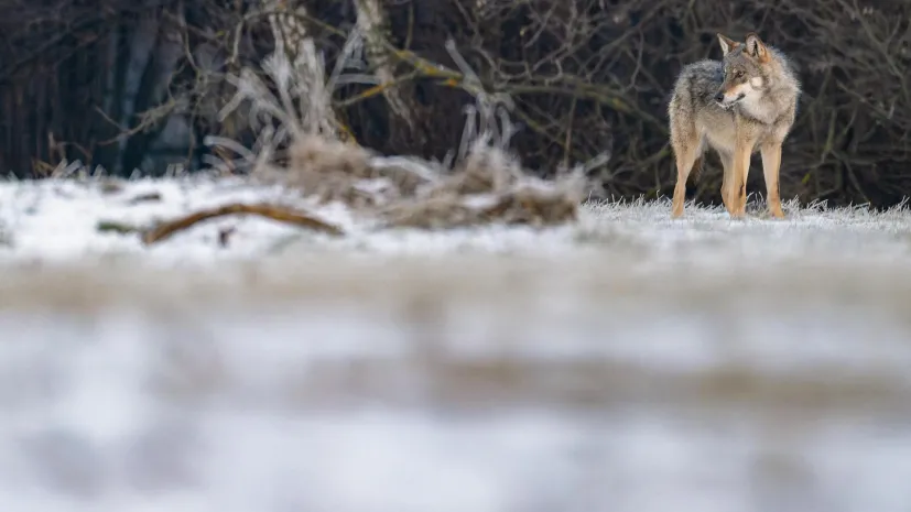 06.01.2026. Wilk Szary (Canis lupus). PAP/Marcin Gadomski