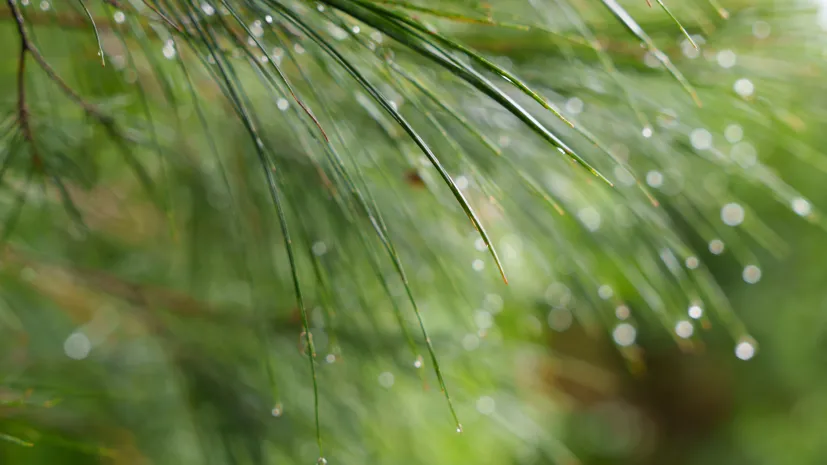 Igły drzewa Casuarina. Fot. Adobe Stock