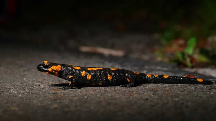 Dorosła salamandra plamista. Fot. Anna Maria Kubicka