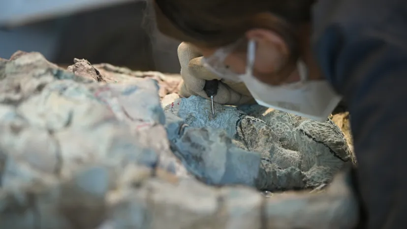 Warszawa, 14.07.2026. Postęp prac przy wydobywaniu z bloków skalnych kości mastodonzaura z Miedar, 14 bm. w pracowni paleontologicznej Centrum Nauki Kopernik. Złożenie 2,5-metrowego płaza sprzed 240 milionów lat jest w fazie realizacji. (aldg) PAP/Marcin Obara