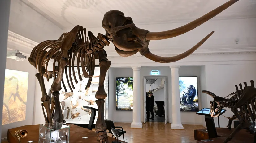 Warszawa, 20.10.2026. Otwarcie nowej wystawy stałej „Wielkie ssaki epoki lodowcowej” w Muzeum Ziemi PAN w Warszawie, 20 bm. Ekspozycja jest krokiem w kierunku utworzenia w stolicy Muzeum Historii Naturalnej. (aldg) PAP/Radek Pietruszka