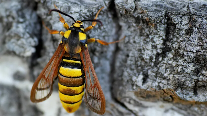 Samica przeziernika osowca (Sesia apiformis). Źródło -  dr Marta Skowron Volponi